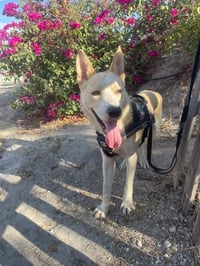Tin Tin GR - Photo 3