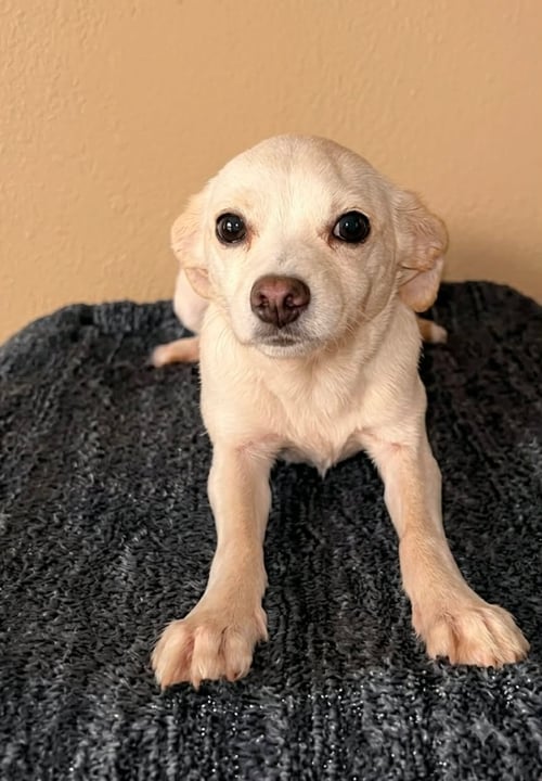 PIXIE T - Chihuahua / Jack Russell Terrier available for adoption