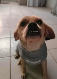Puglet T - Photo 1