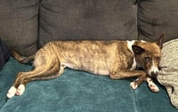 S'mores - Photo 10