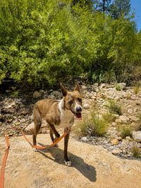 S'mores - Photo 8
