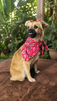 Dulce - Photo 1