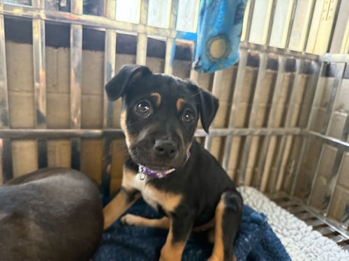 ALICE - Labrador Retriever / Boxer available for adoption