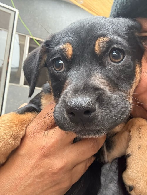 ALICE - Labrador Retriever / Boxer available for adoption