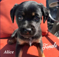 Alice - Photo 7