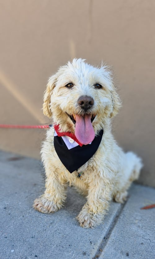 SNOOPY T - Poodle (Miniature) / Maltese available for adoption