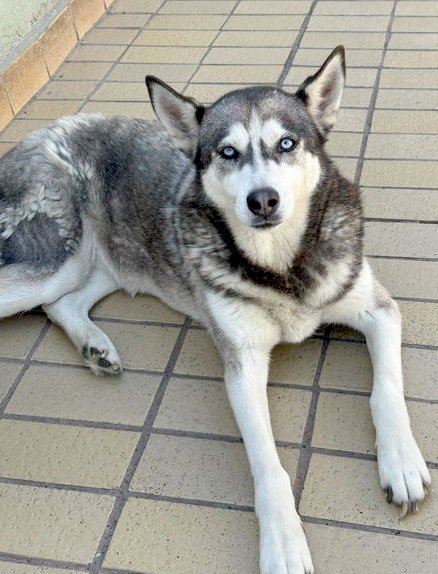 DIXIE - Siberian Husky available for adoption