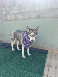 Dixie - Photo 6