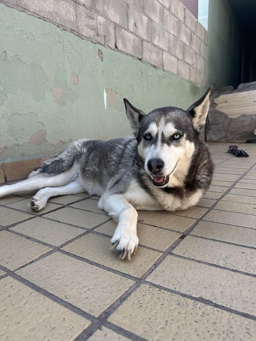 DIXIE - Siberian Husky available for adoption