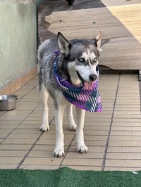 Dixie - Photo 5