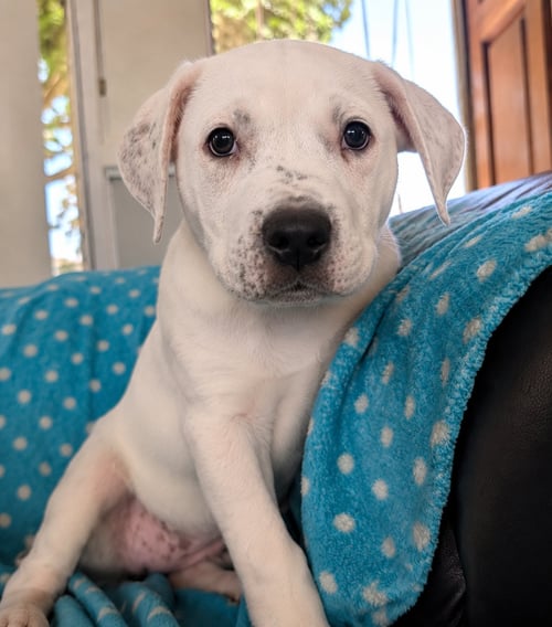 LILY - Dogo Argentino / Great Pyrenees available for adoption