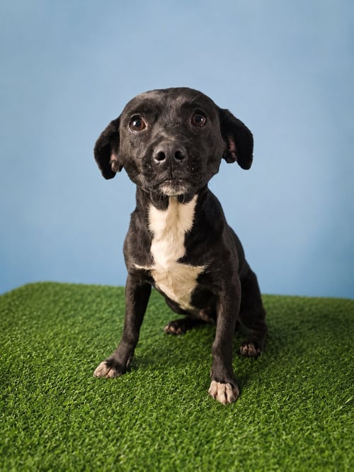 BALTAZAR S - Jack Russell Terrier / Terrier available for adoption