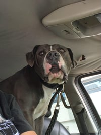 Lucky GR - Photo 3