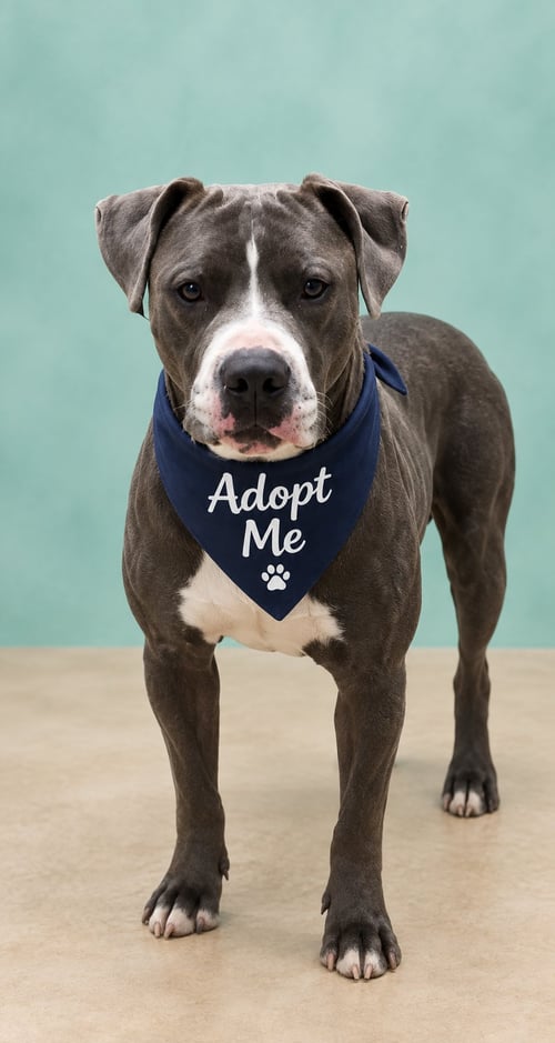 LUCKY GR - Pit Bull Terrier / Staffordshire Bull Terrier available for adoption