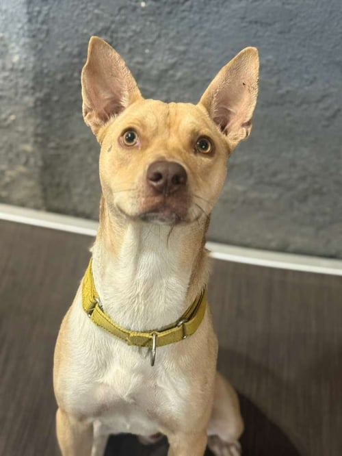 RUBENCITO - Terrier available for adoption