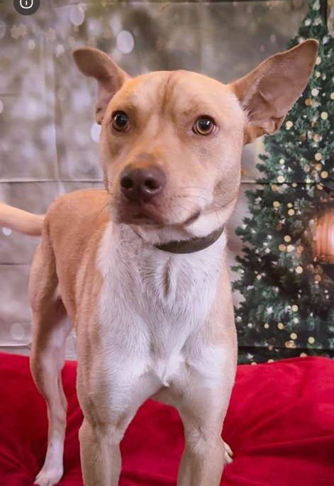 RUBENCITO - Terrier available for adoption