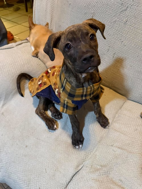 MATEO N - Terrier available for adoption