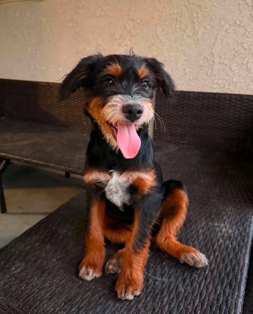 MOLLY - Miniature Schnauzer / Terrier available for adoption