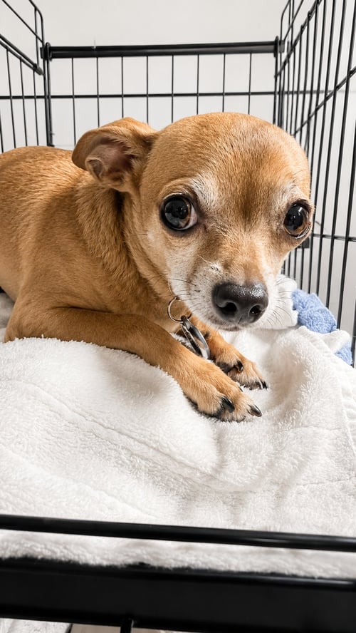 JETTA - Chihuahua available for adoption