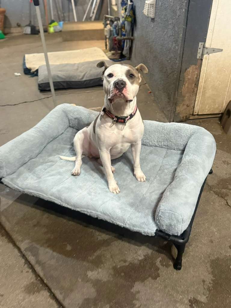 NOVA L. - American Pit Bull Terrier available for adoption