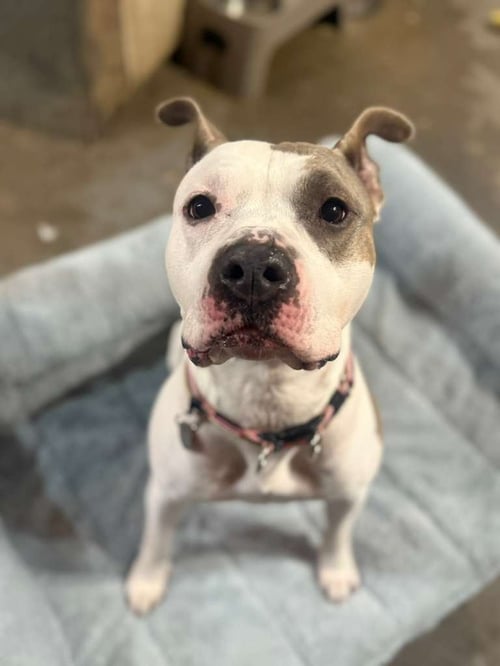 NOVA L. - American Pit Bull Terrier available for adoption