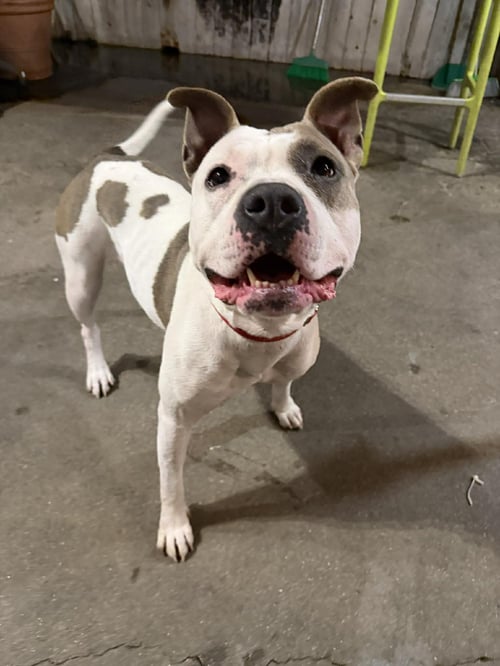 NOVA L. - American Pit Bull Terrier available for adoption