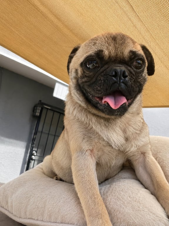 Fido Image