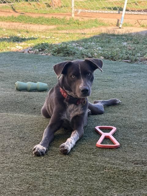 MERLINA ADY - Catahoula Leopard Dog / Terrier available for adoption