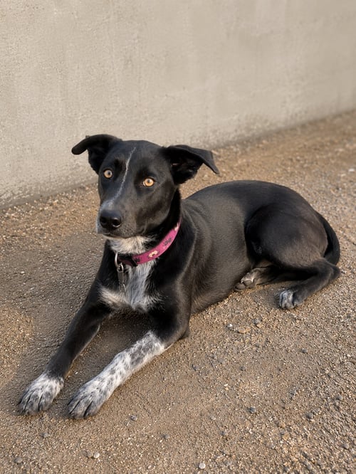 MERLINA ADY - Catahoula Leopard Dog / Terrier available for adoption