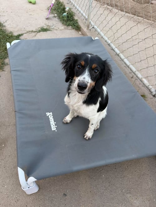 MISTY - Cocker Spaniel available for adoption