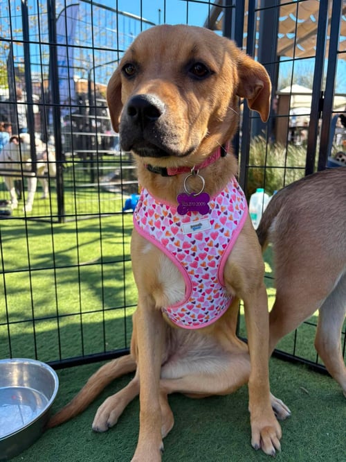 FLOWER - Feist / Terrier available for adoption