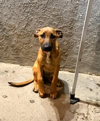 Canelita - Photo 2