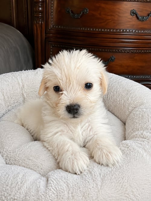 CLAMP - Poodle (Miniature) / Terrier available for adoption