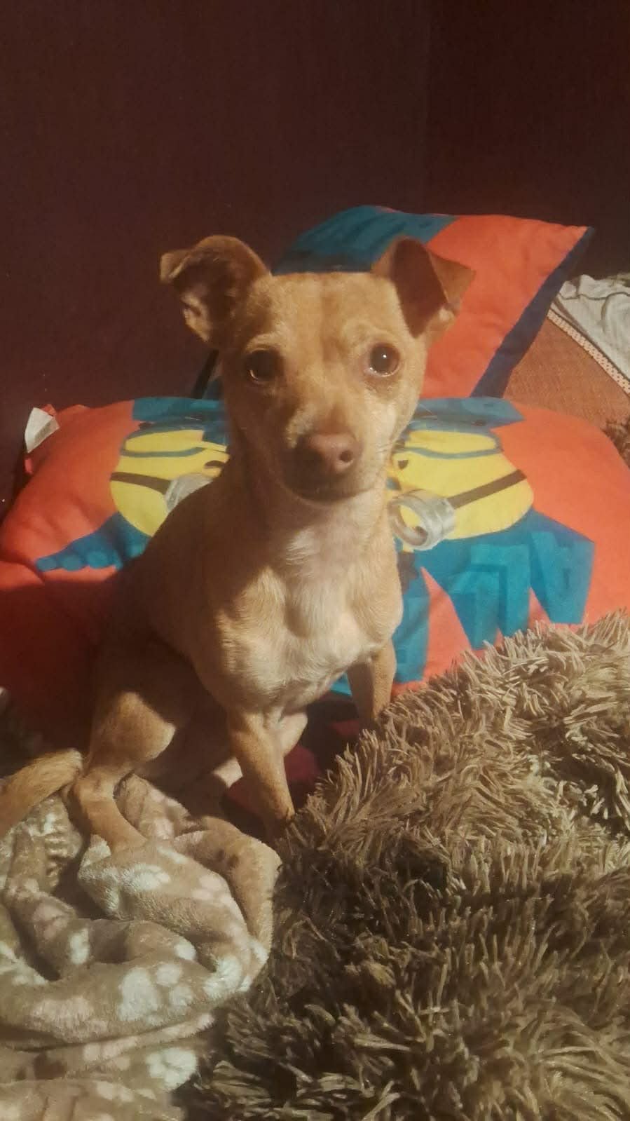 WINNIE - Chihuahua available for adoption