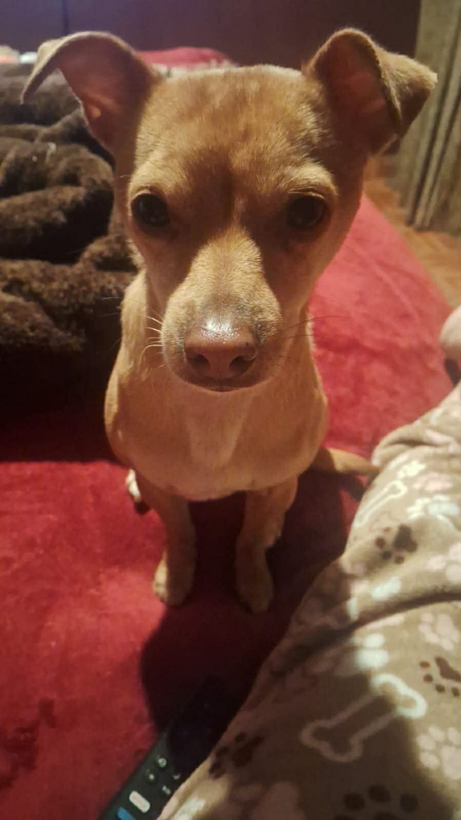 WINNIE - Chihuahua available for adoption