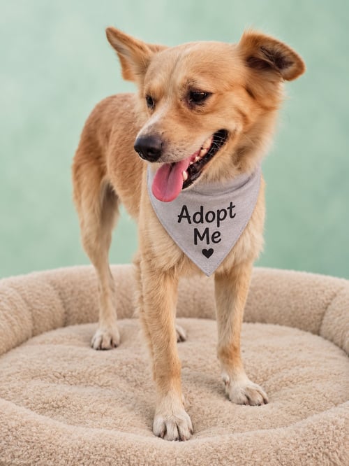 GUM DROP - Australian Kelpie / Border Collie available for adoption