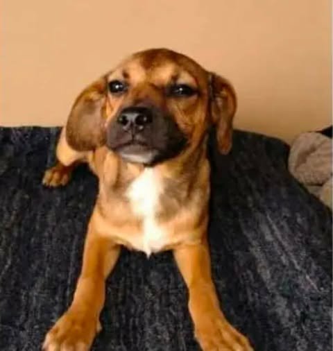 PEPINO T - Chihuahua / Jack Russell Terrier available for adoption