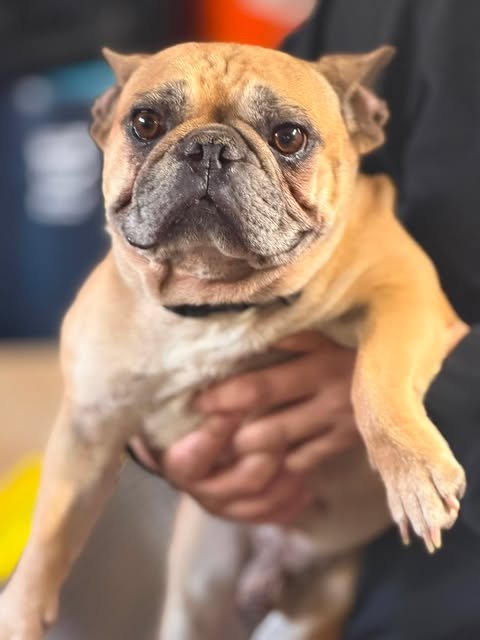 RAY RAY - French Bulldog available for adoption