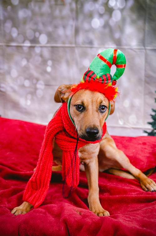 FRUIT - Feist / Terrier available for adoption