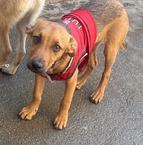 FRUIT - Feist / Terrier available for adoption
