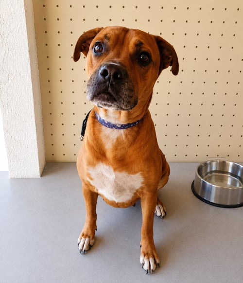 CHACHA T - Boxer / Black Mouth Cur available for adoption