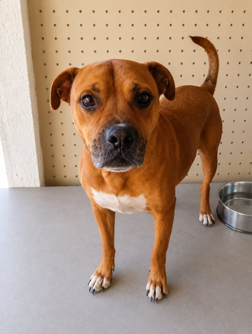 CHACHA T - Boxer / Black Mouth Cur available for adoption
