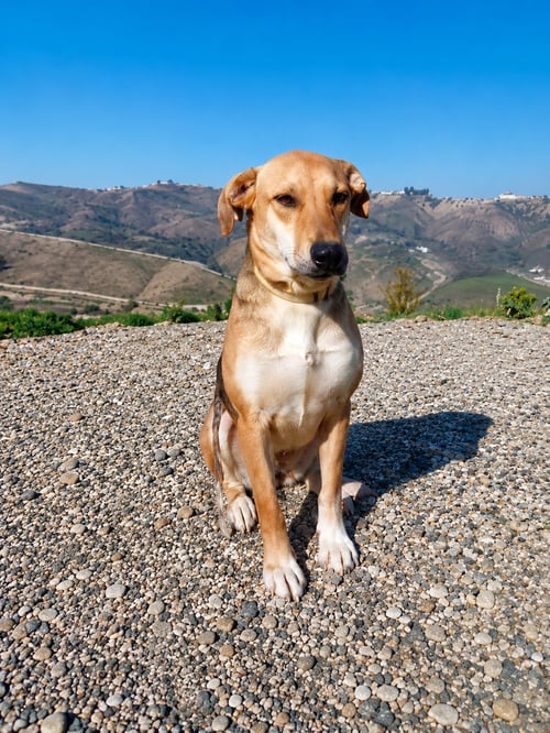 LADY D - American Foxhound / German Pinscher available for adoption
