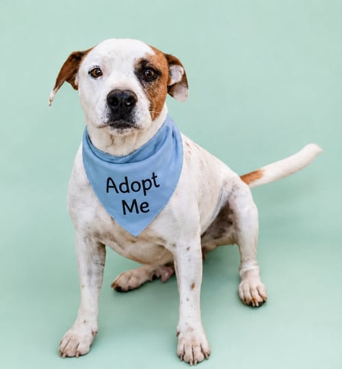 NINO T - American Pit Bull Terrier / Terrier available for adoption