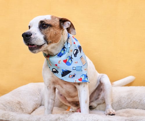 NINO T - American Pit Bull Terrier / Terrier available for adoption