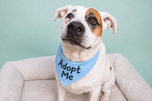 SPORTY SPOTS - American Bulldog / Saint Bernard available for adoption