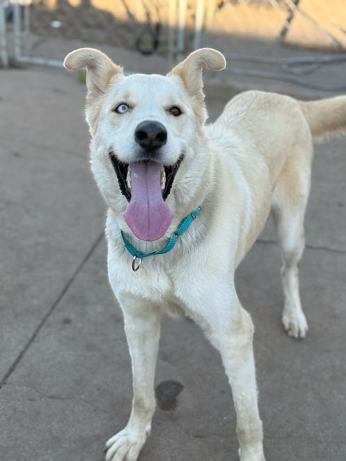 TITAN - Golden Retriever / Husky available for adoption