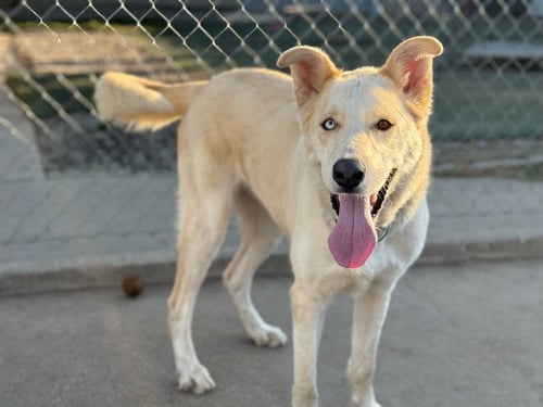 TITAN - Golden Retriever / Husky available for adoption