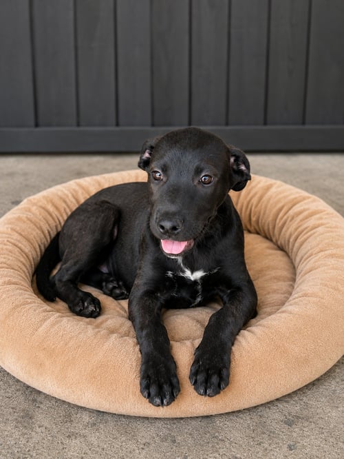 OLIVER - Black Labrador Retriever / Terrier available for adoption