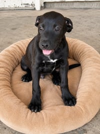 Oliver - Photo 2